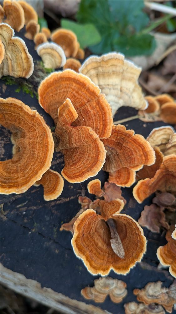 Tiers of bracket fungi growing on a fallen log