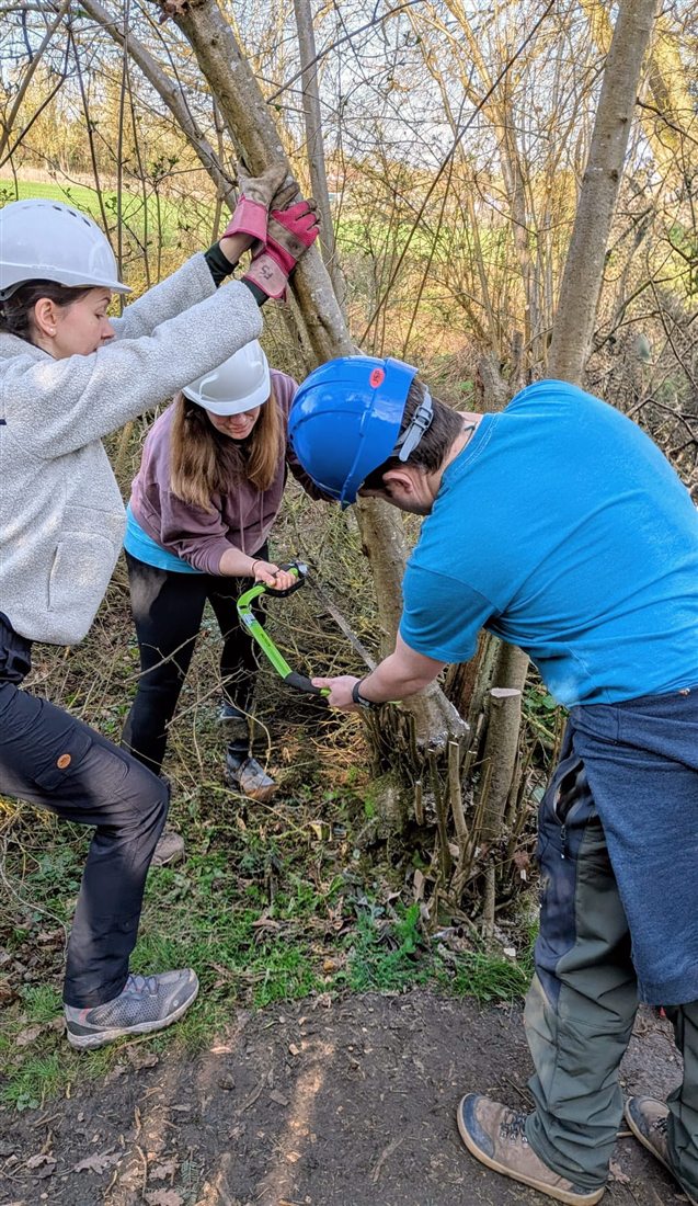 Trainees in helmets safely using a bow saw with supervision